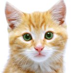 Soothing the Feline Mind: Exploring CBD Oil for Cat Anxiety Relief